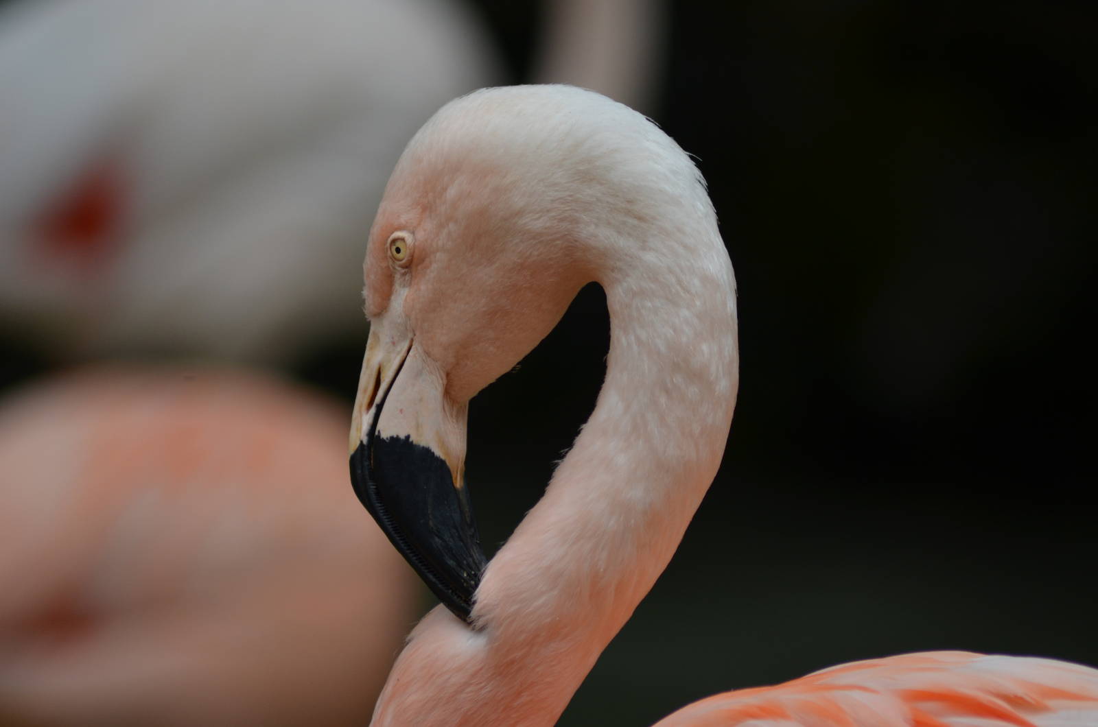 Chilean Flamingo