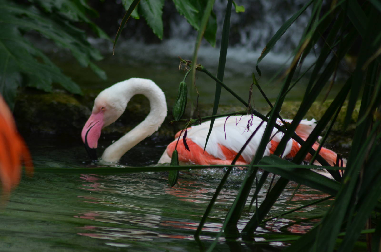 Chilean Flamingo