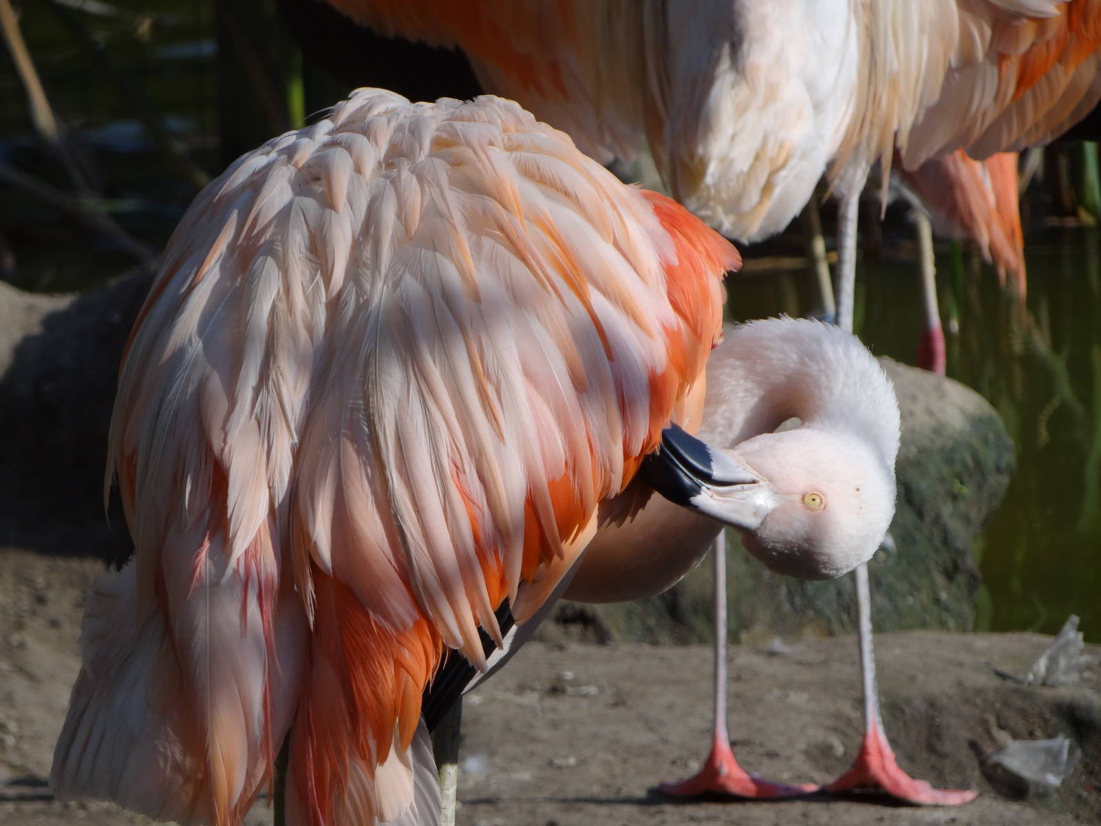 Chilean Flamingo