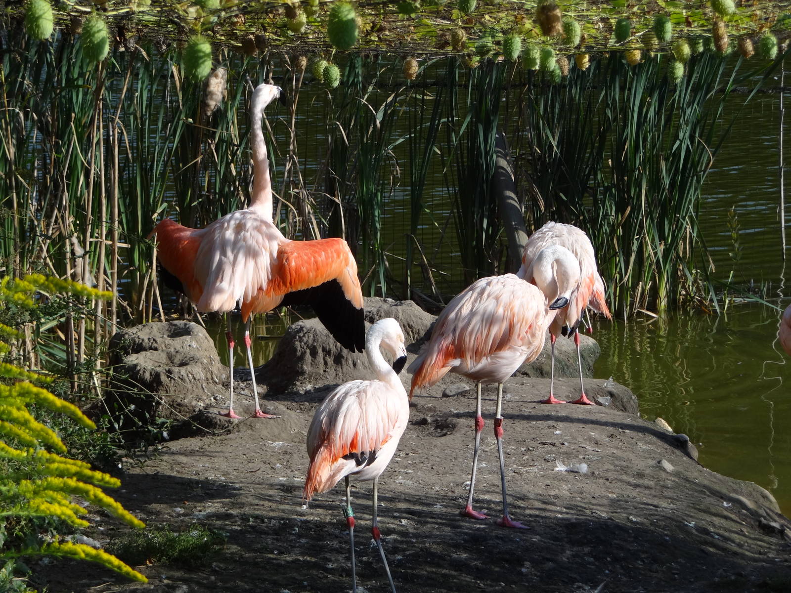 Chilean Flamingo