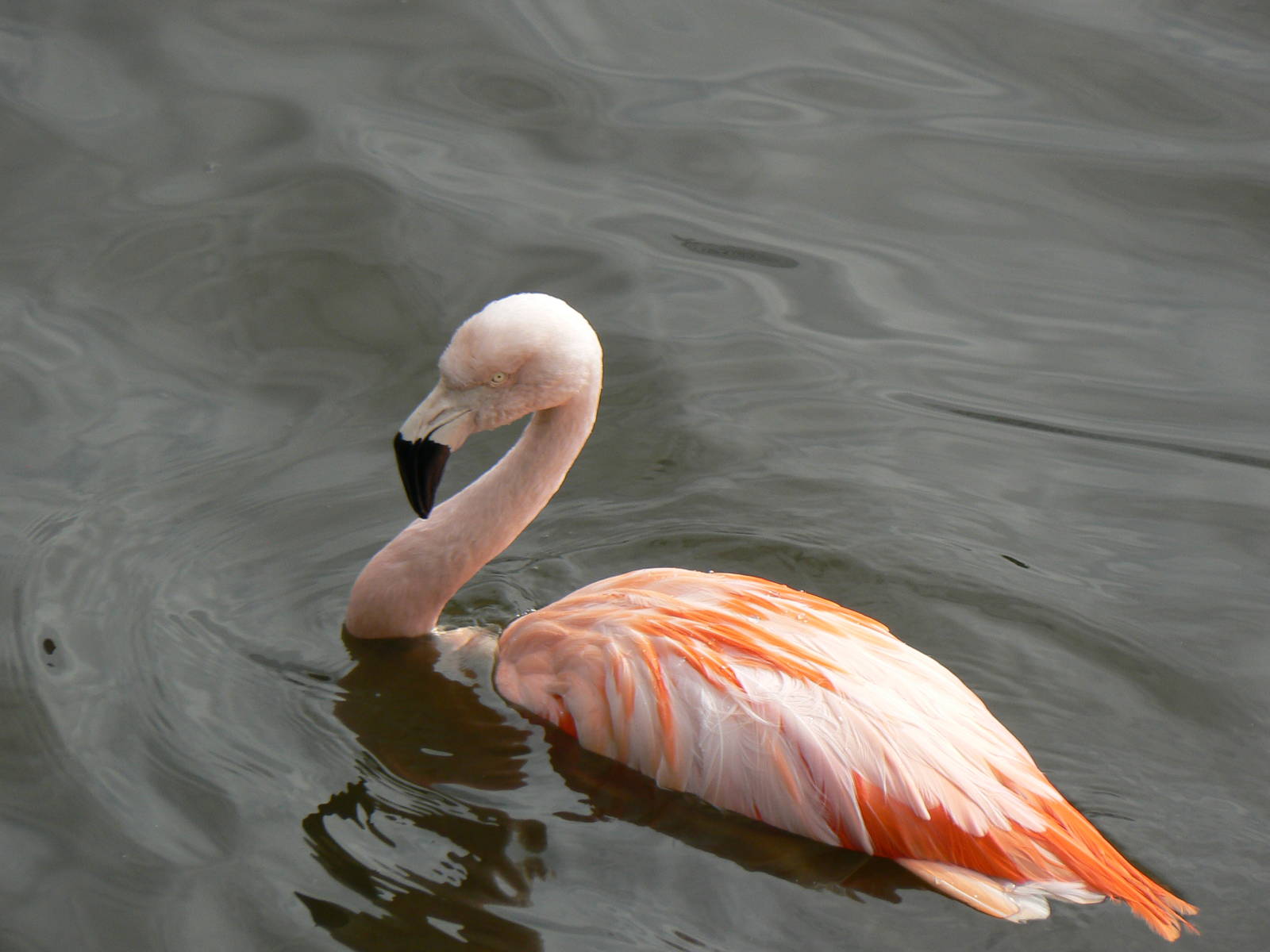 Chilean Flamingo