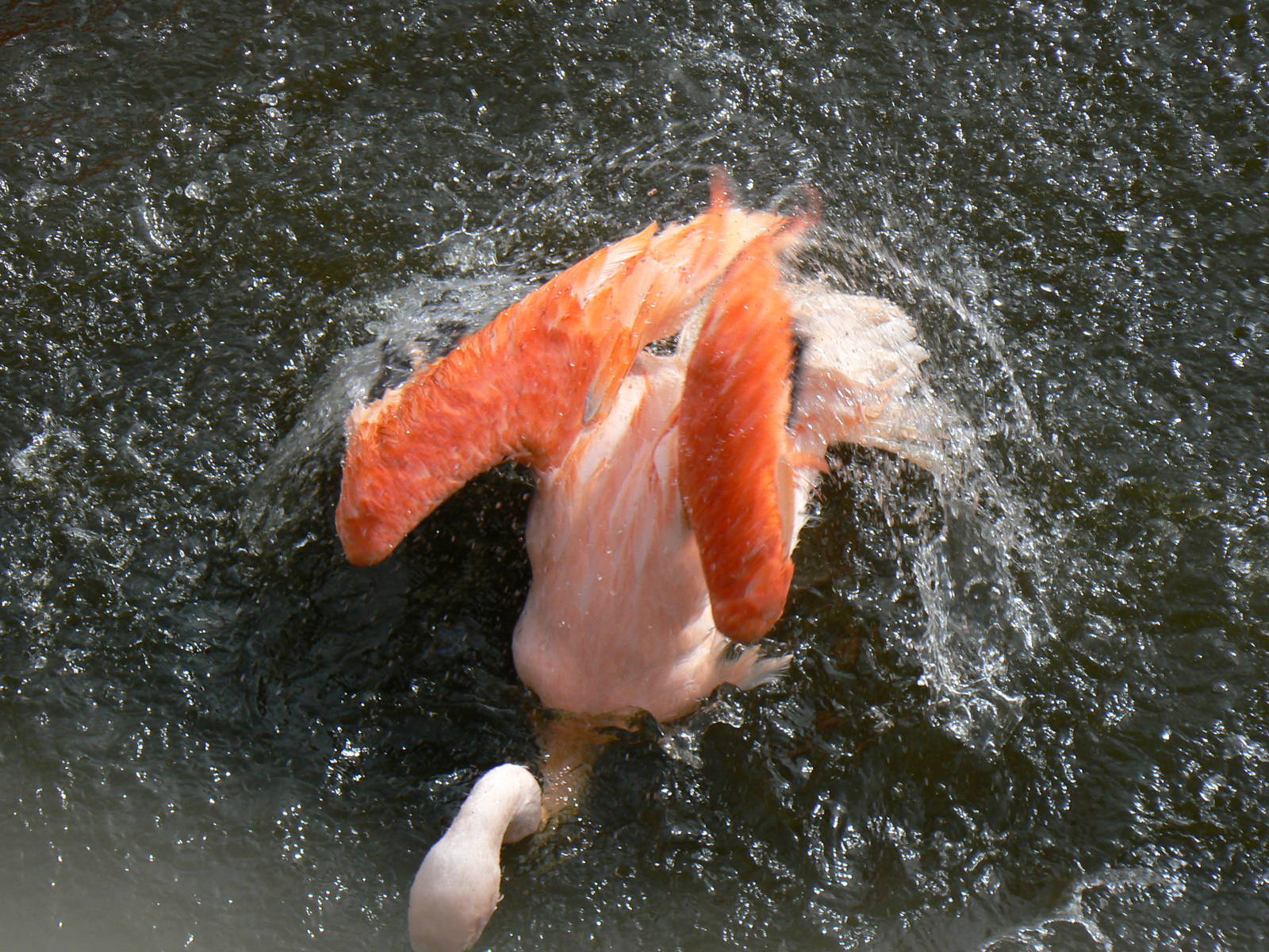 Chilean Flamingo