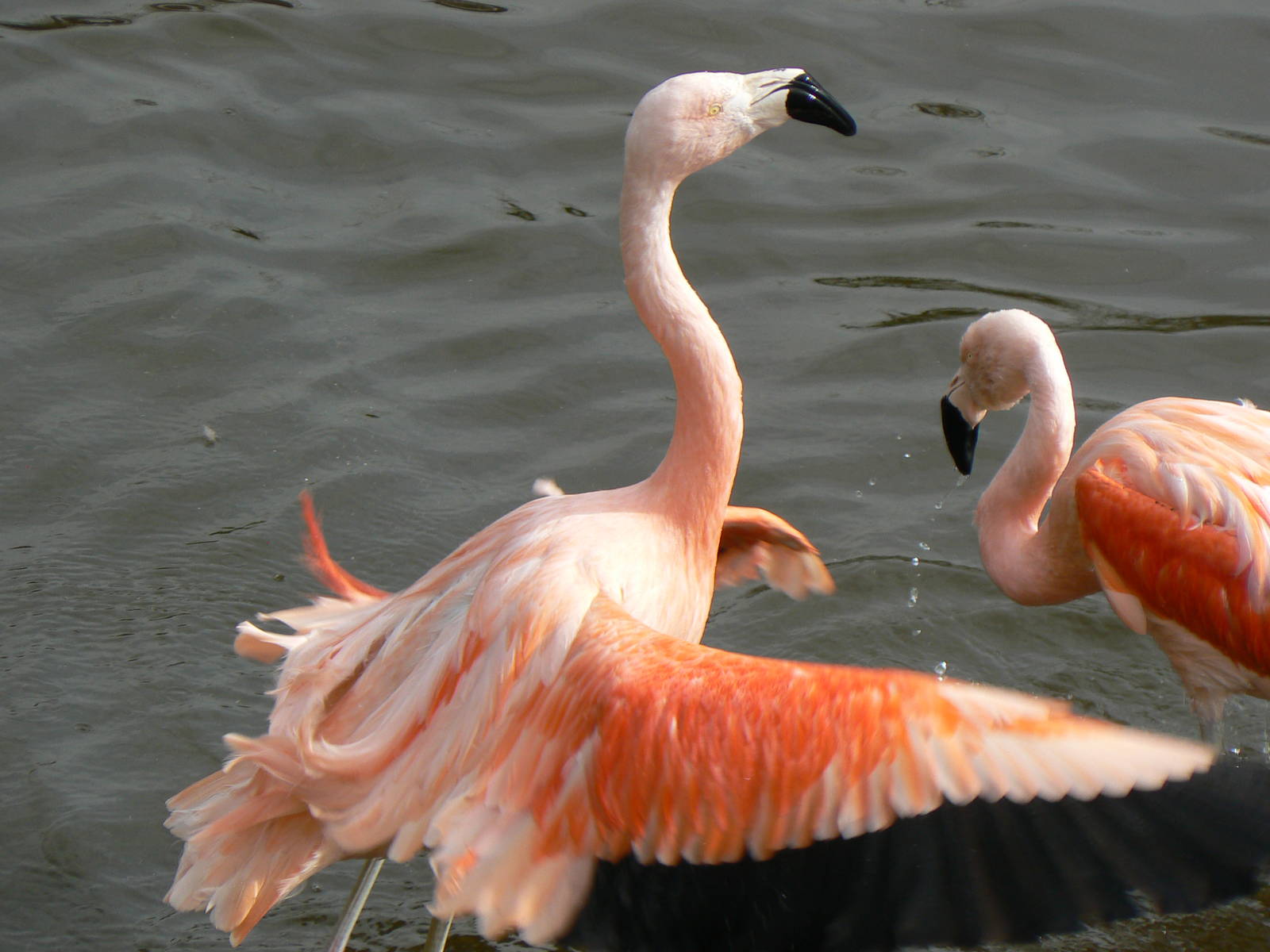Chilean Flamingo