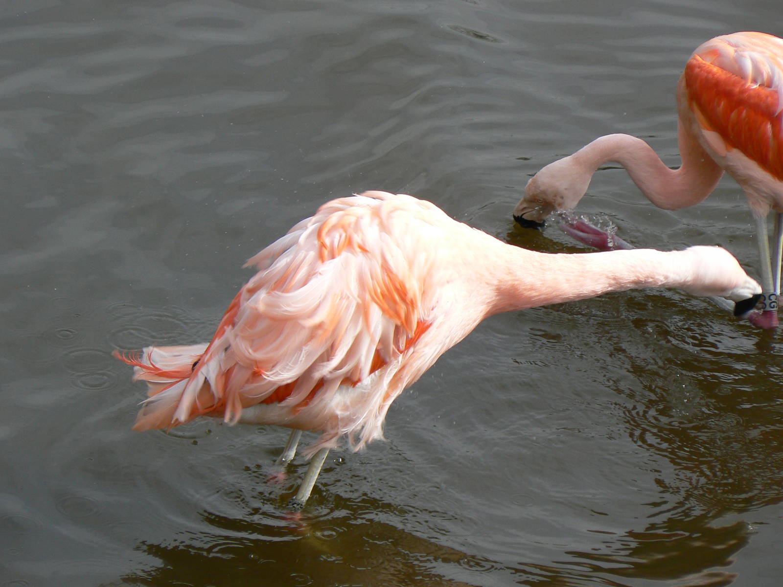 Chilean Flamingo