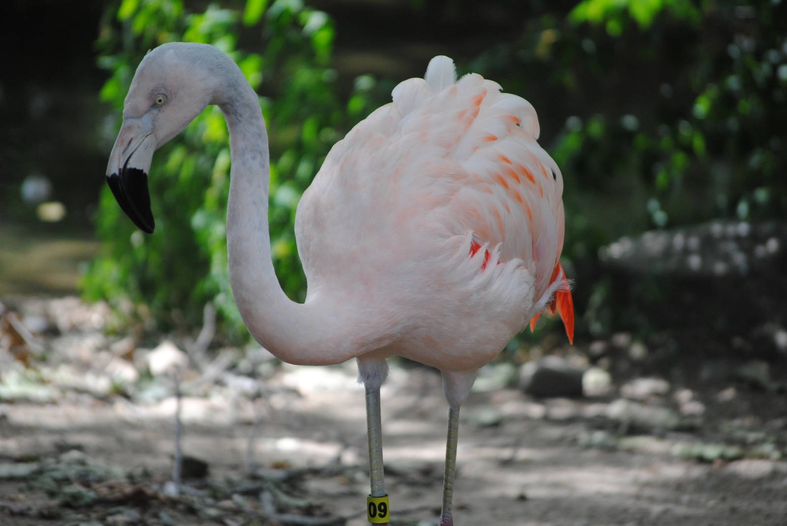 Chilean Flamingo