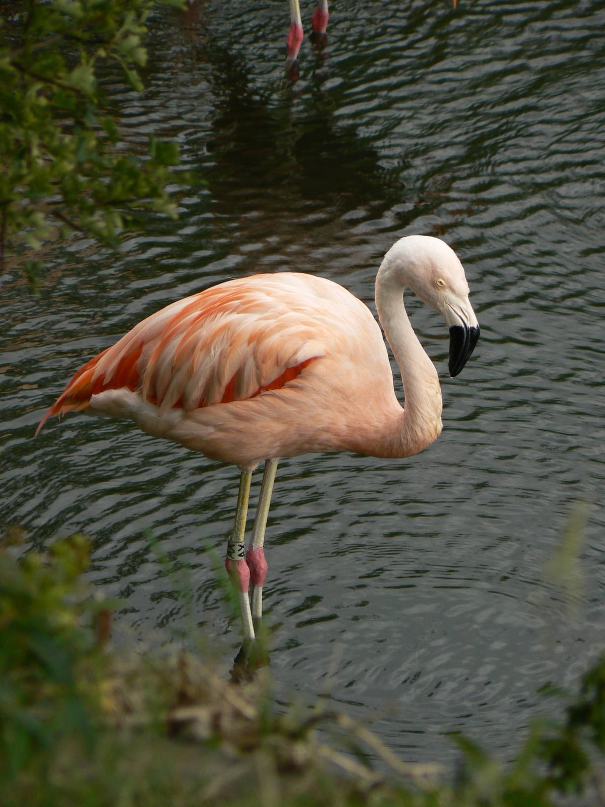 Chilean Flamingo