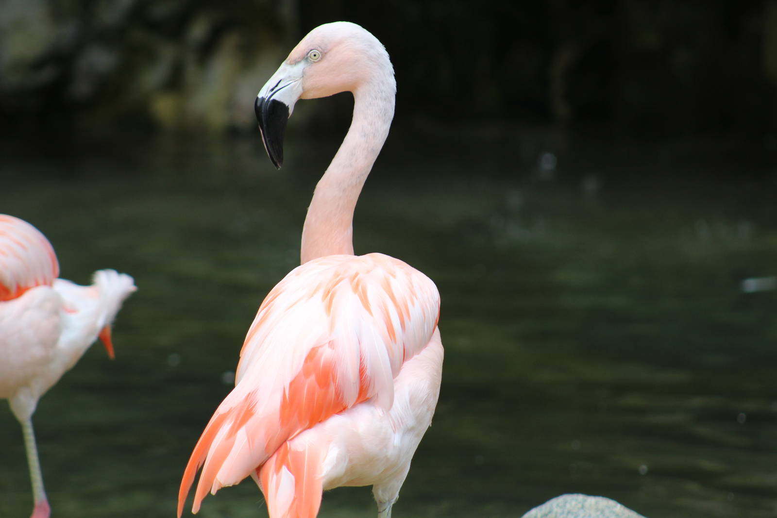 Chilean Flamingo