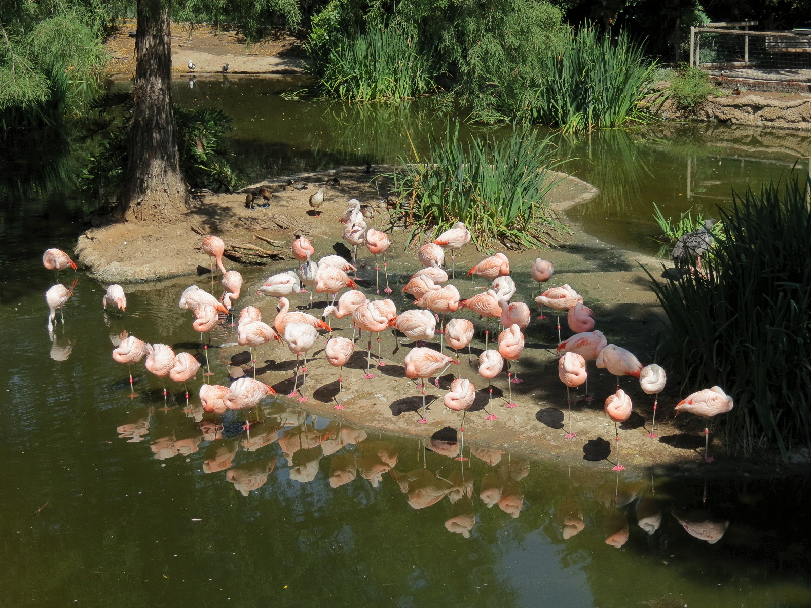 Chilean Flamingo