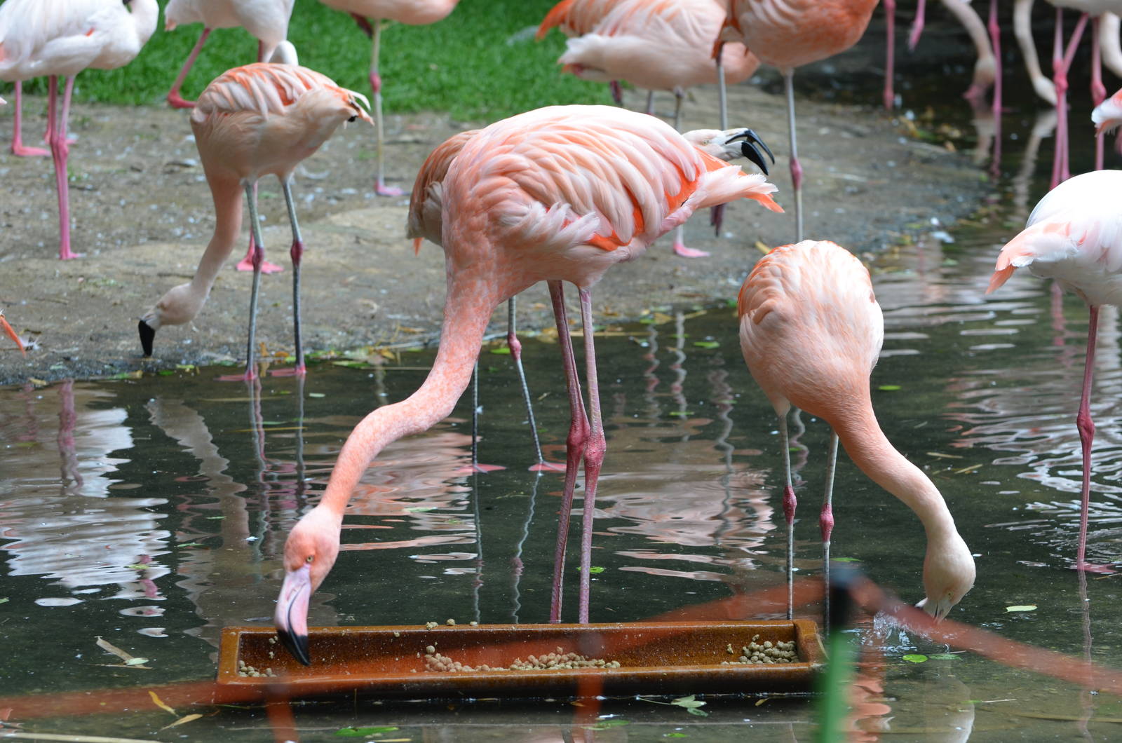 Chilean flamingo