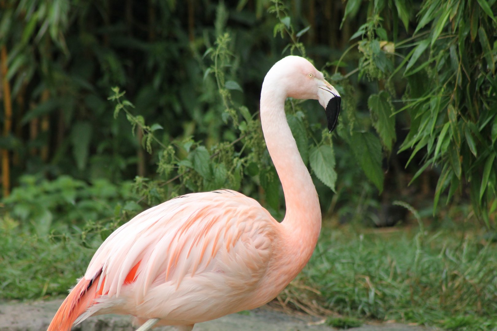Chilean flamingo