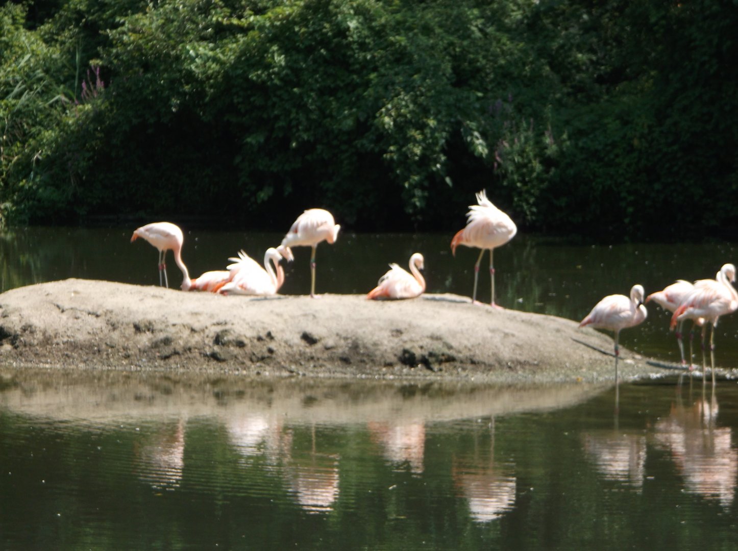 Chilean flamingo