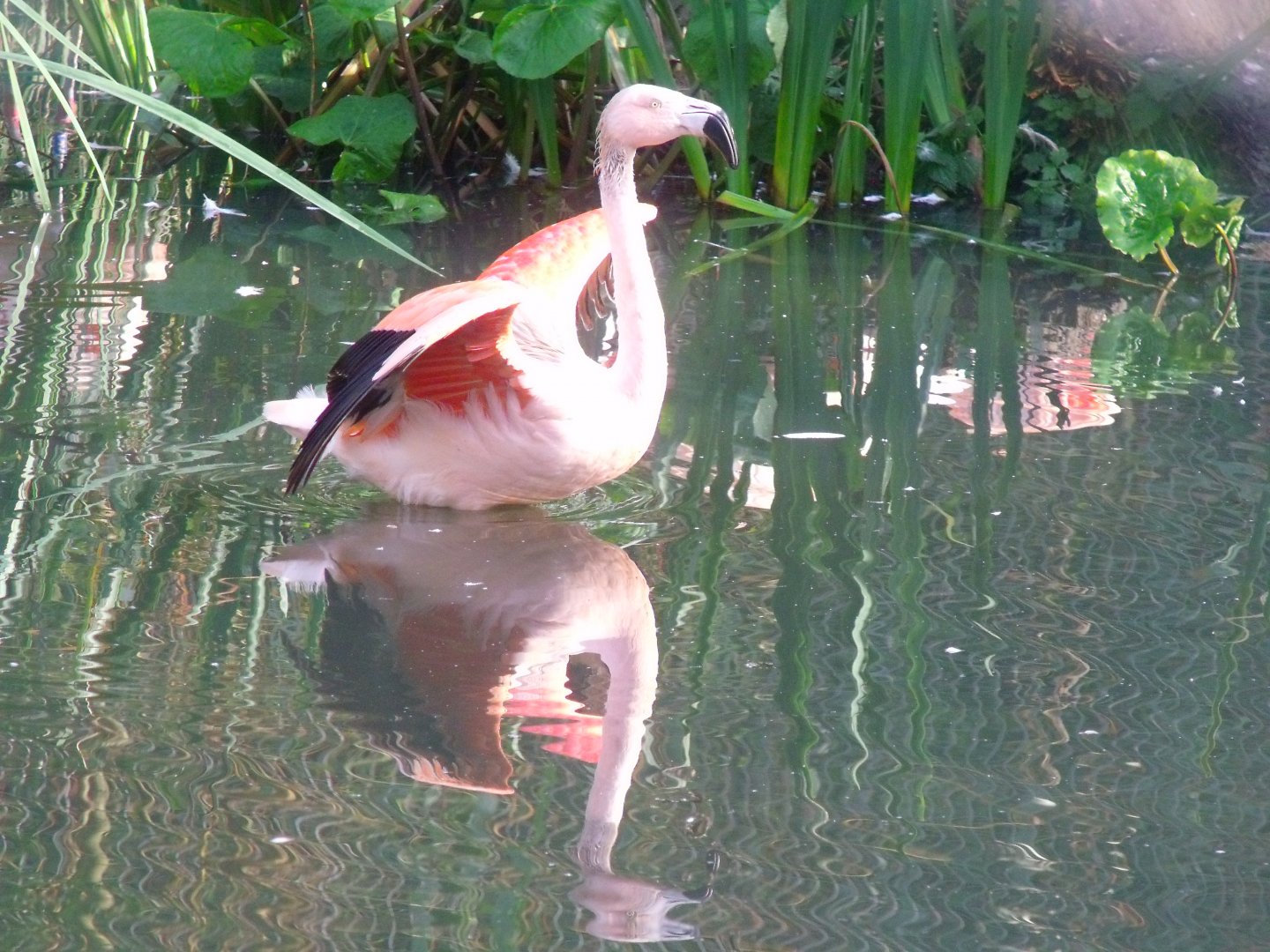 Chilean flamingo