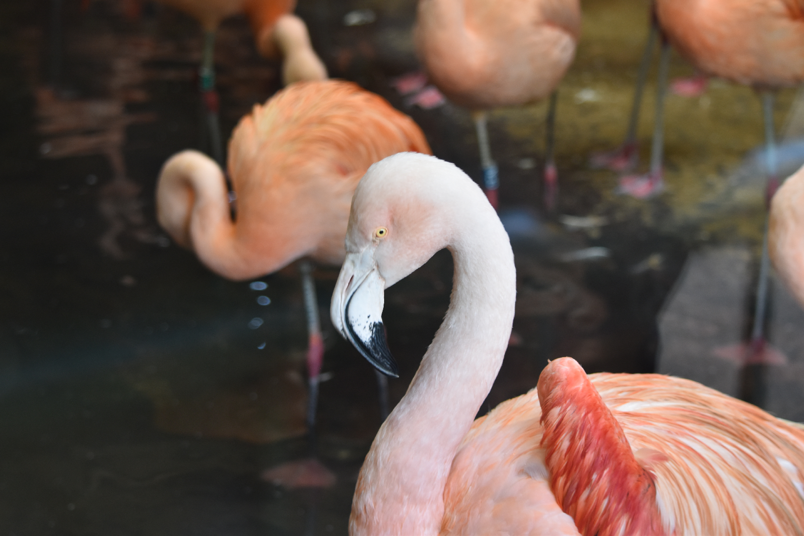 Chilean Flamingo