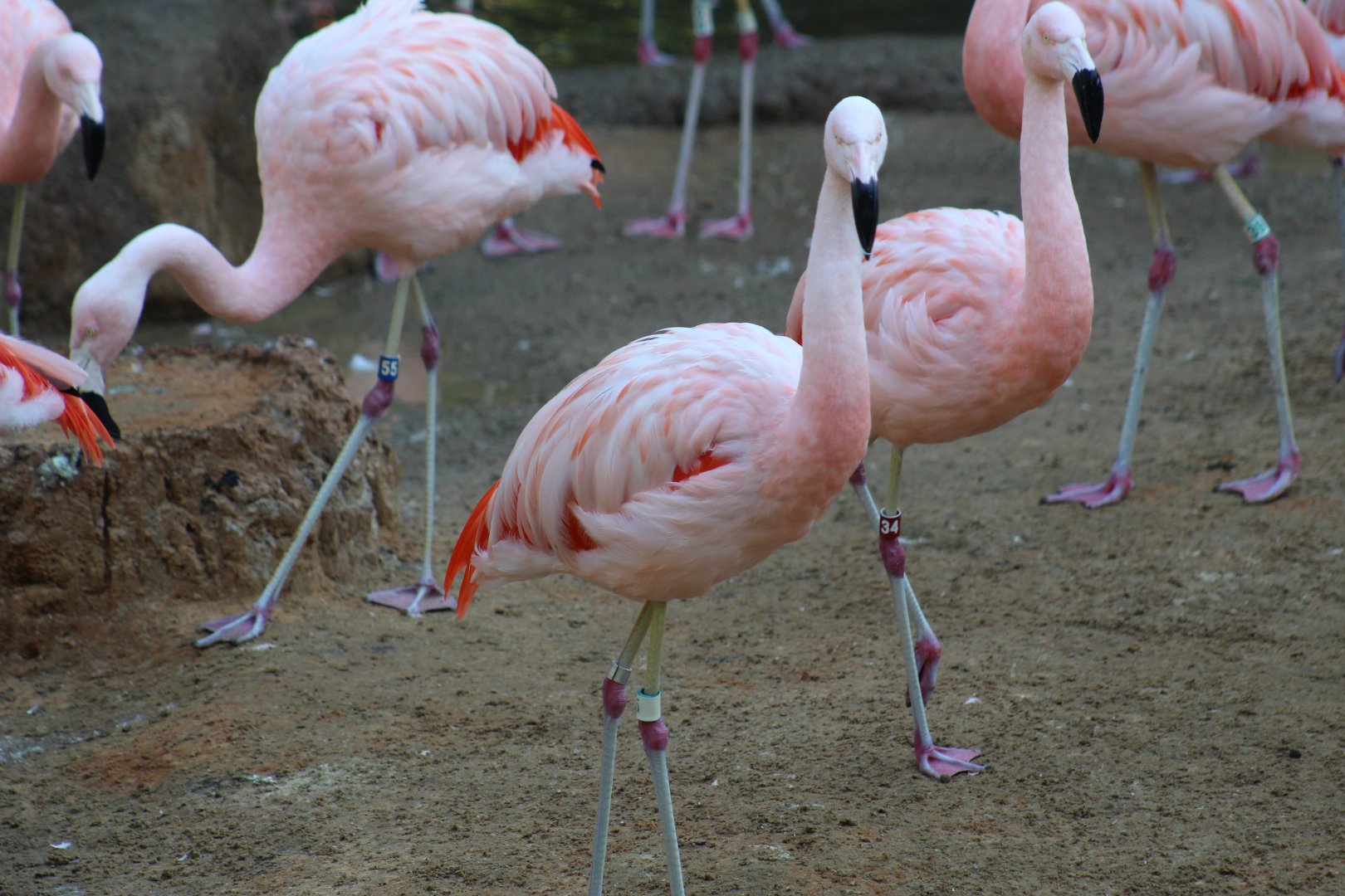 Chilean Flamingo