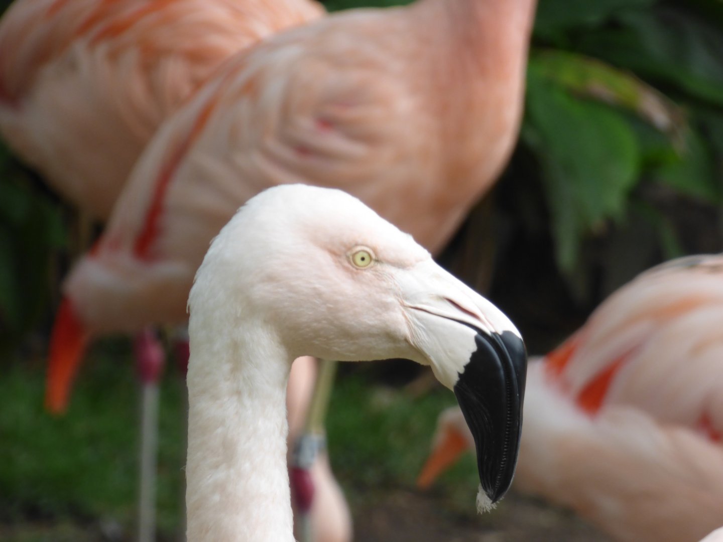Chilean Flamingo