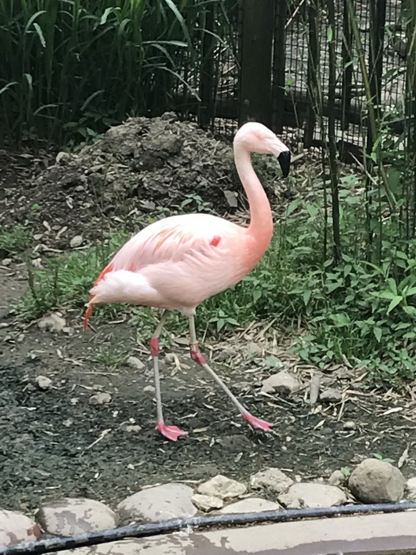 Chilean Flamingo