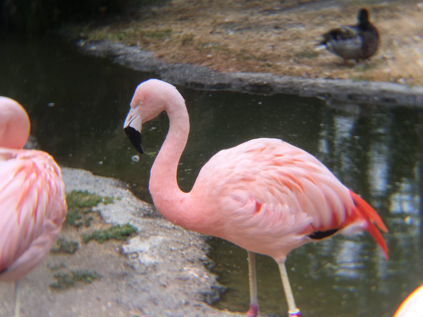 Chilean flamingo