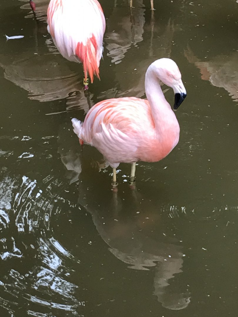 Chilean flamingo