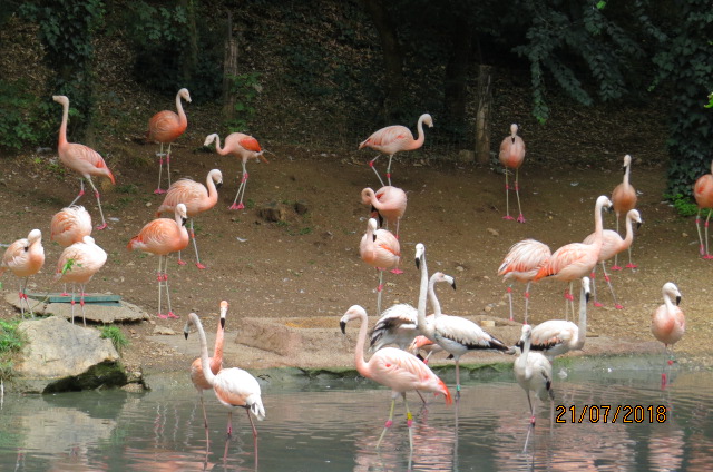 Chilean Flamingo