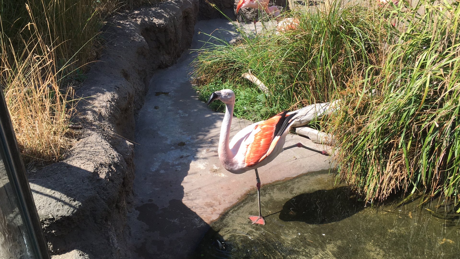 Chilean flamingo
