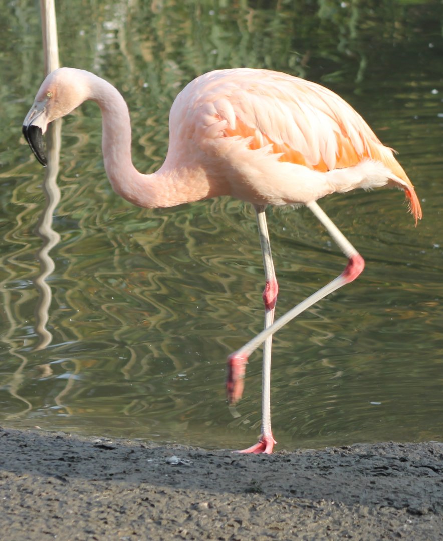 Chilean flamingo