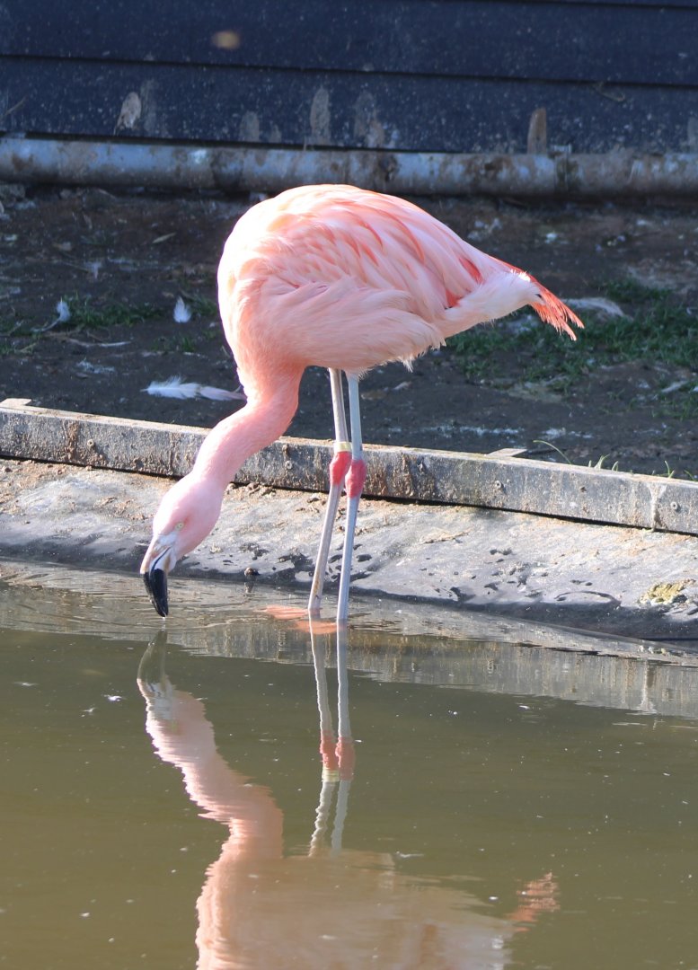 Chilean flamingo
