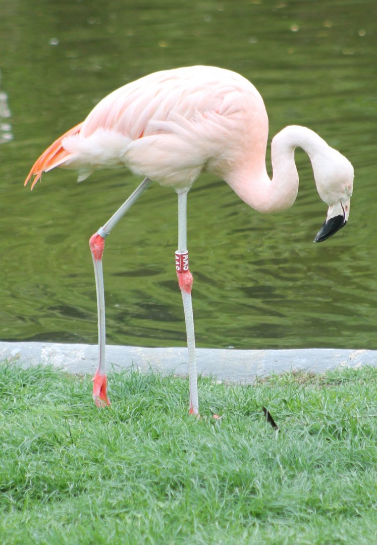 Chilean flamingo