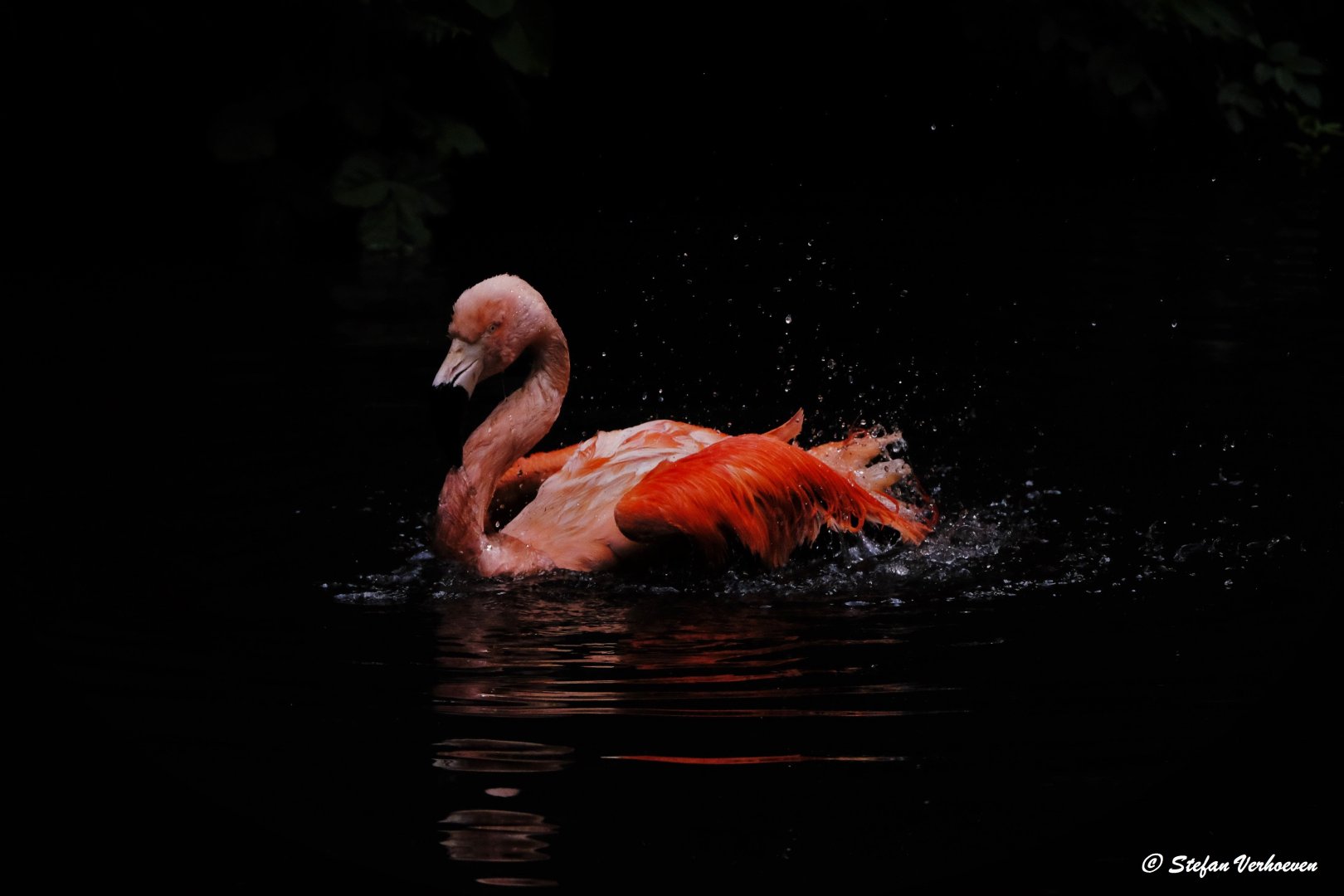 Chilean flamingo