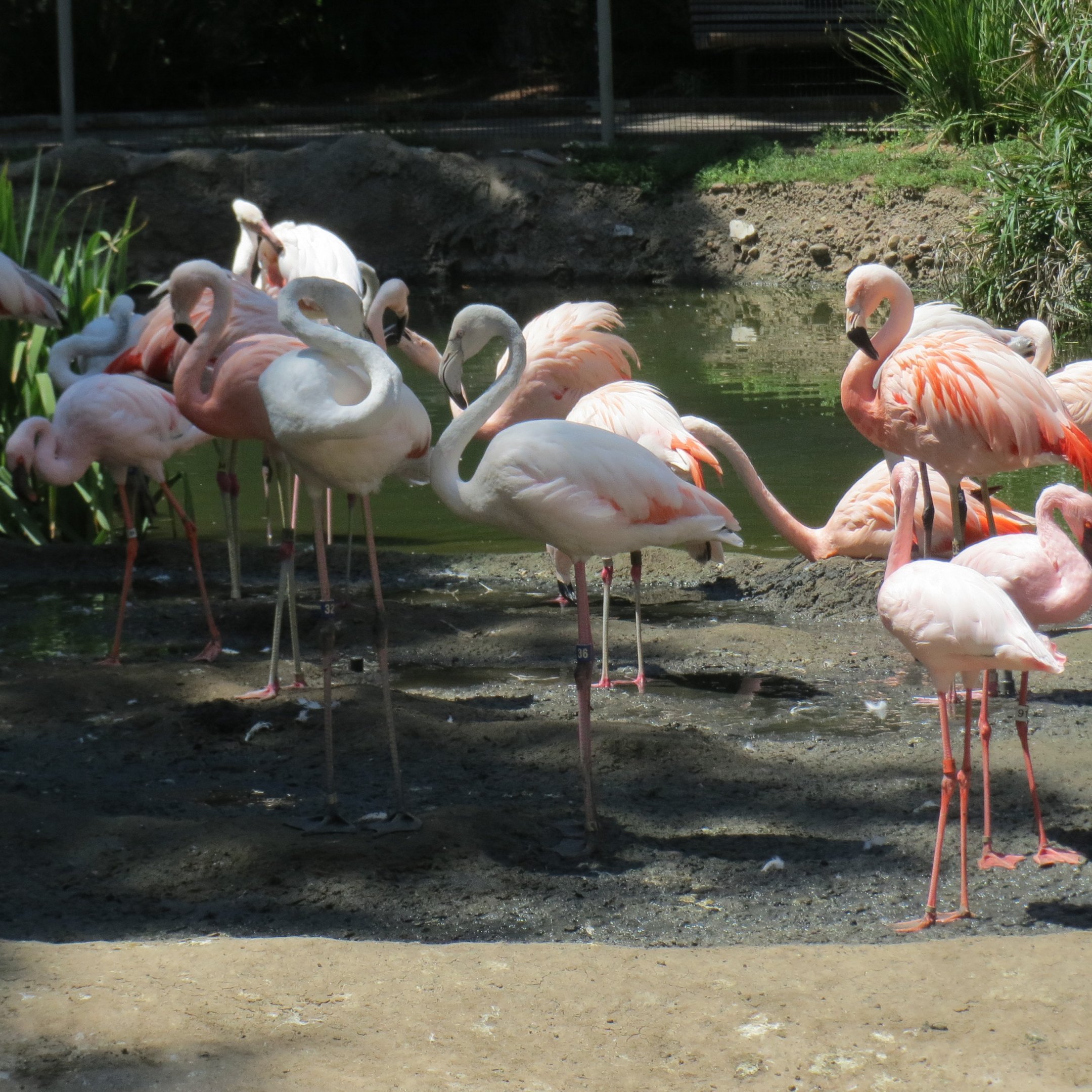 Chilean Flamingo