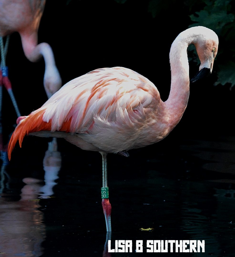 Chilean Flamingo