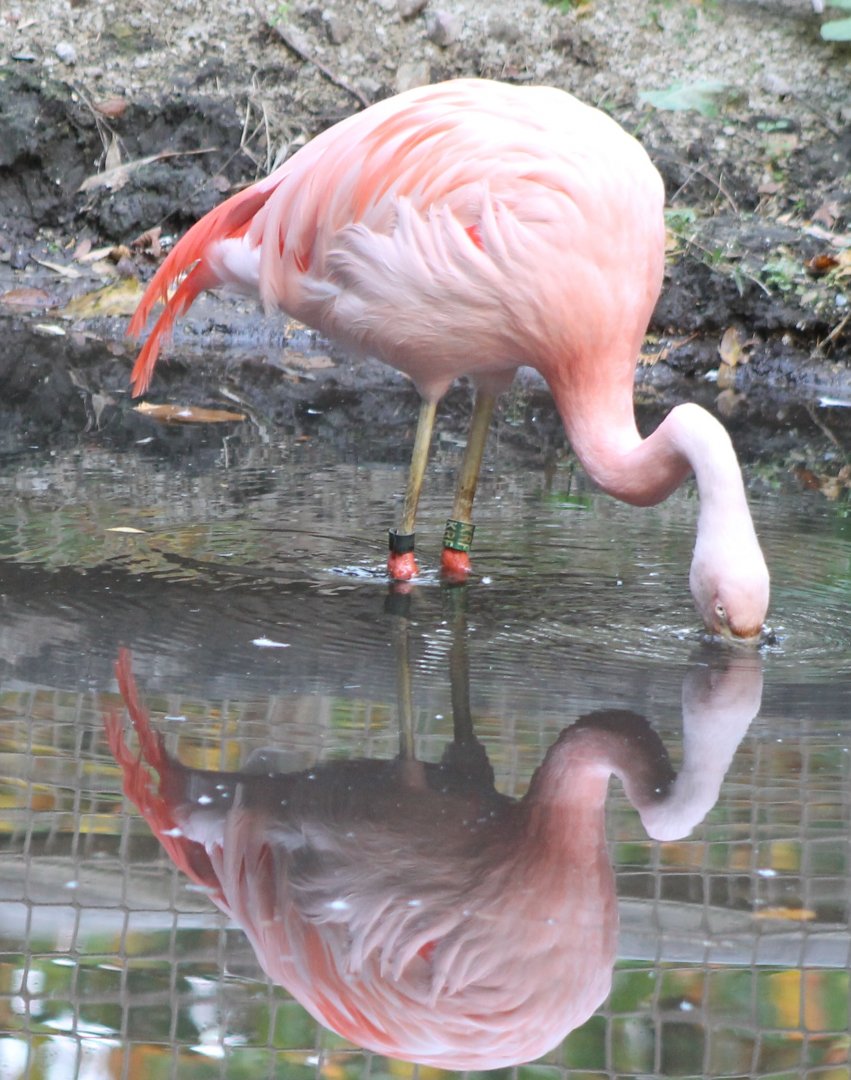 Chilean flamingo