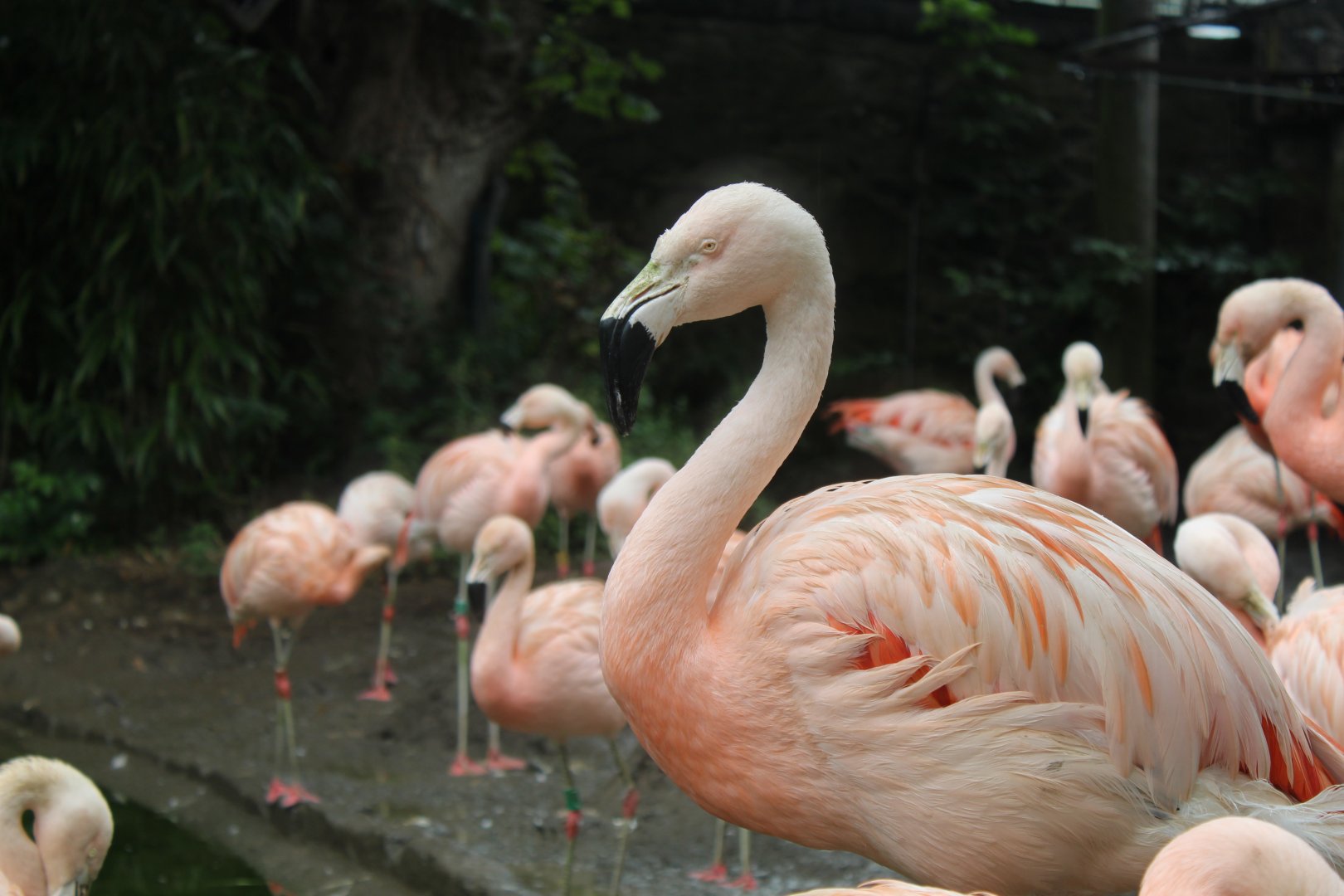 Chilean flamingo