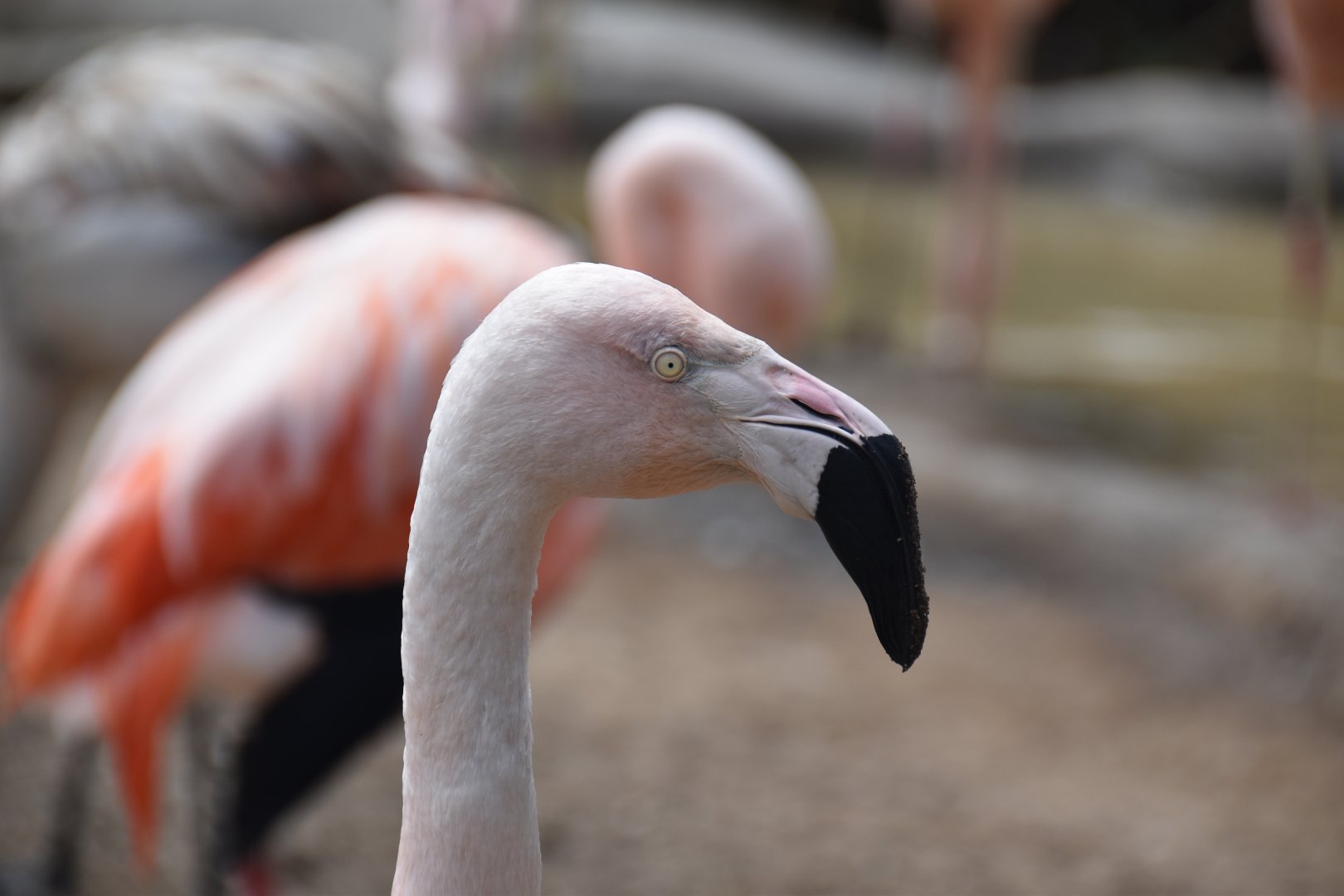 Chilean flamingo