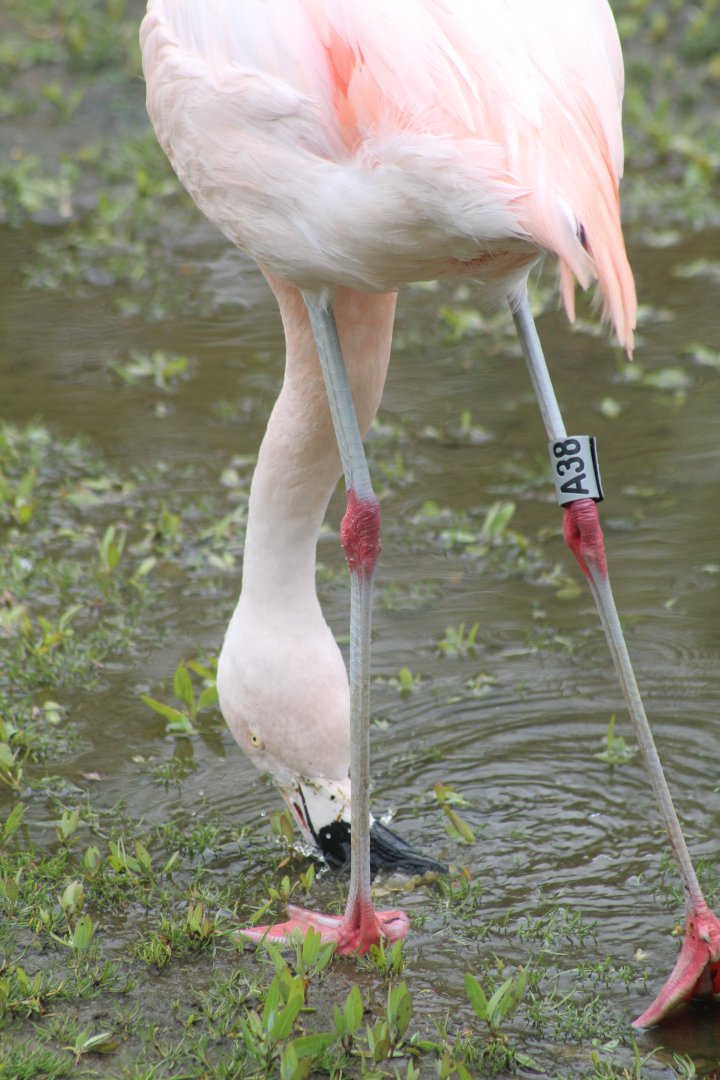 Chilean flamingo