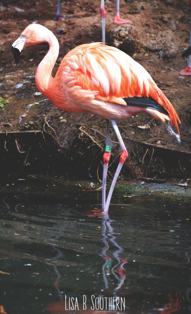 .:Chilean Flamingo:.