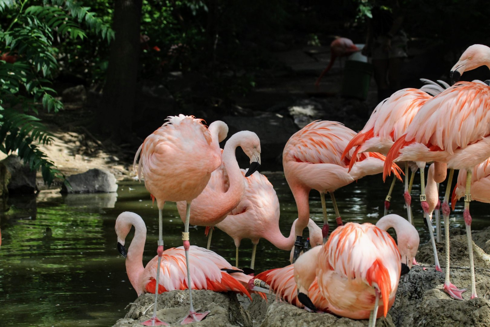 Chilean Flamingo
