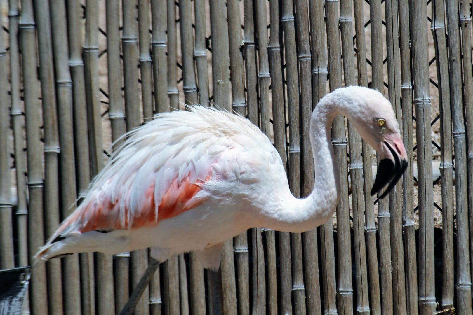 Chilean Flamingo