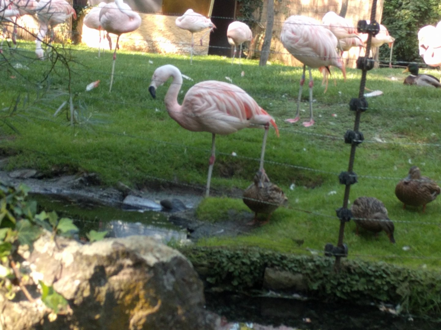 Chilean Flamingo