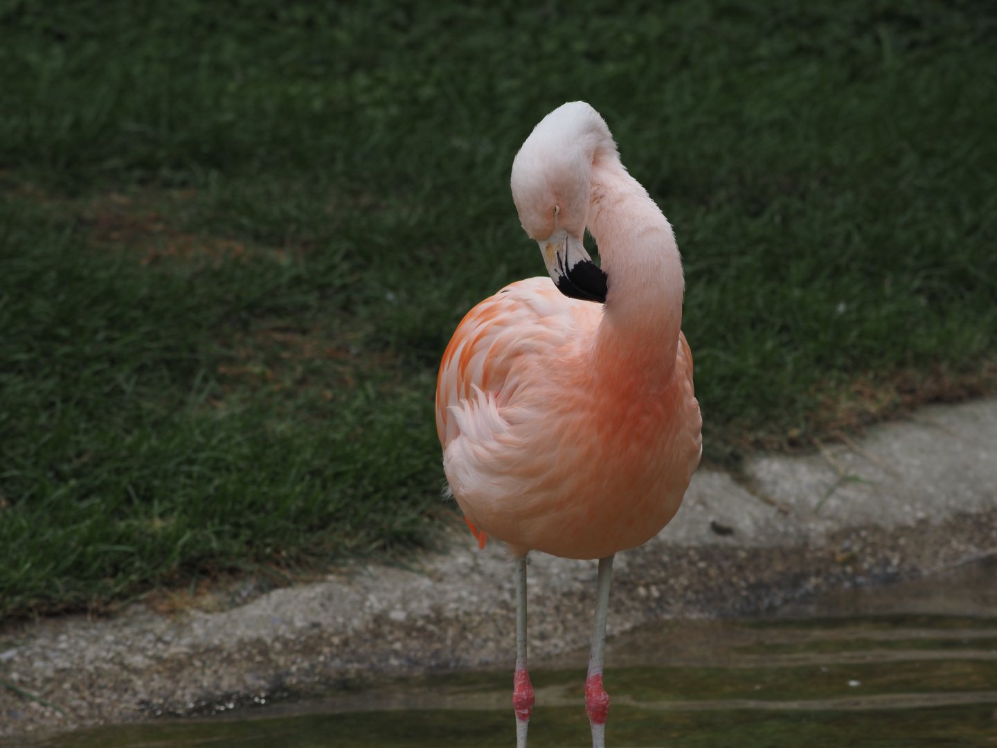 Chilean flamingo