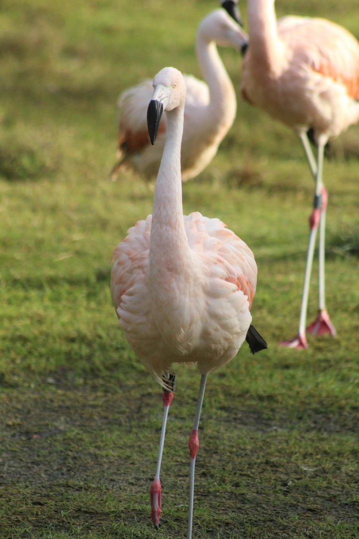 Chilean Flamingo