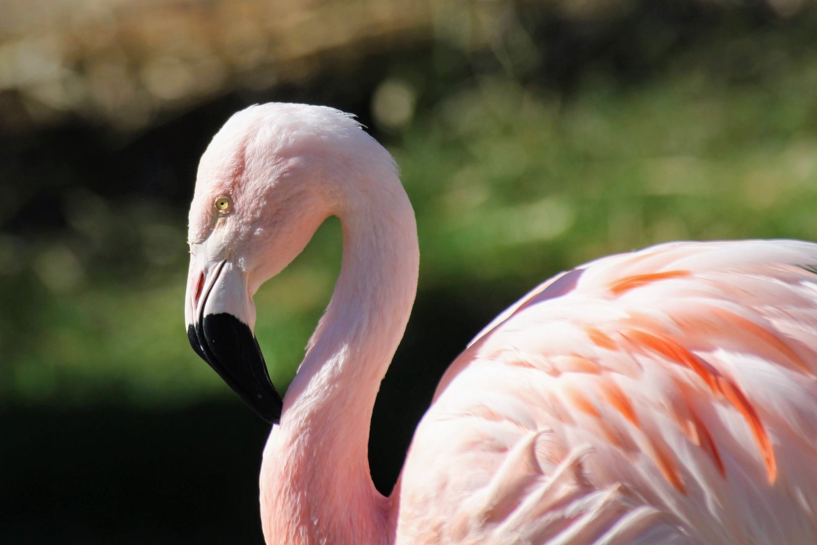 Chilean Flamingo