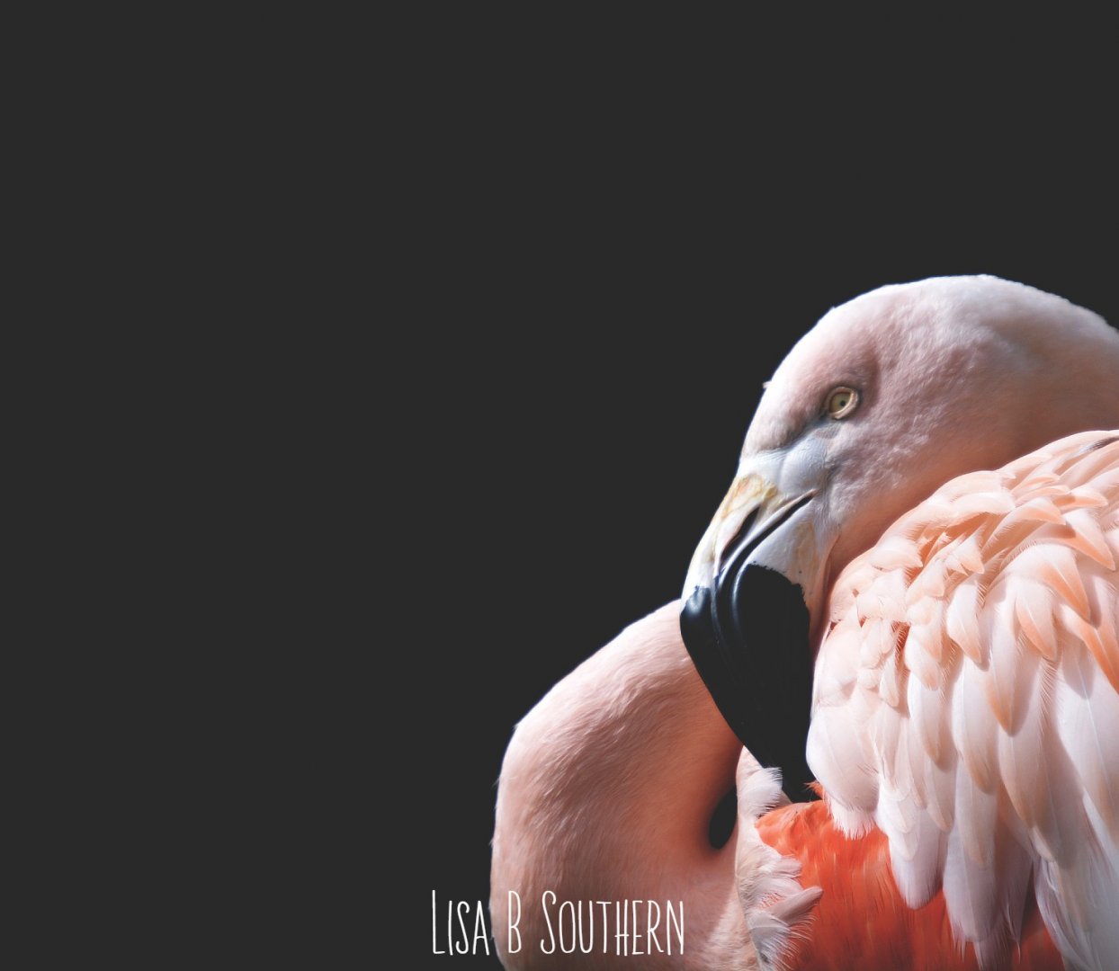 Chilean Flamingo