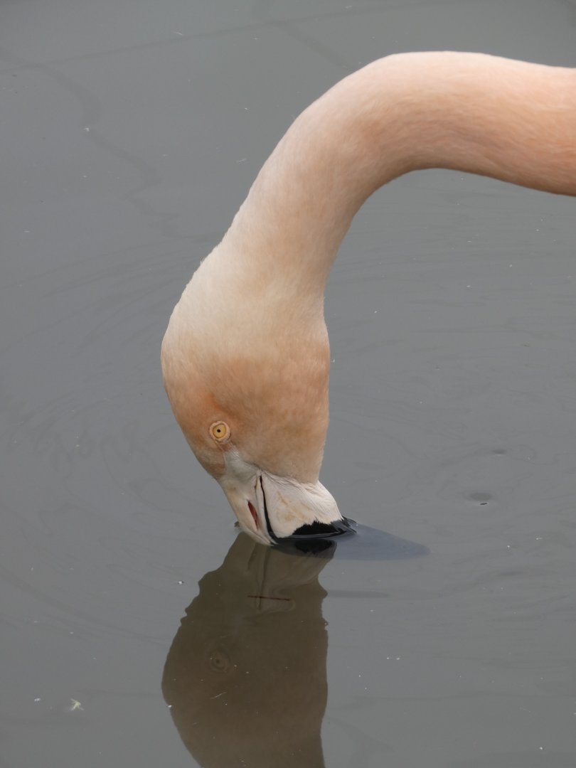 Chilean flamingo