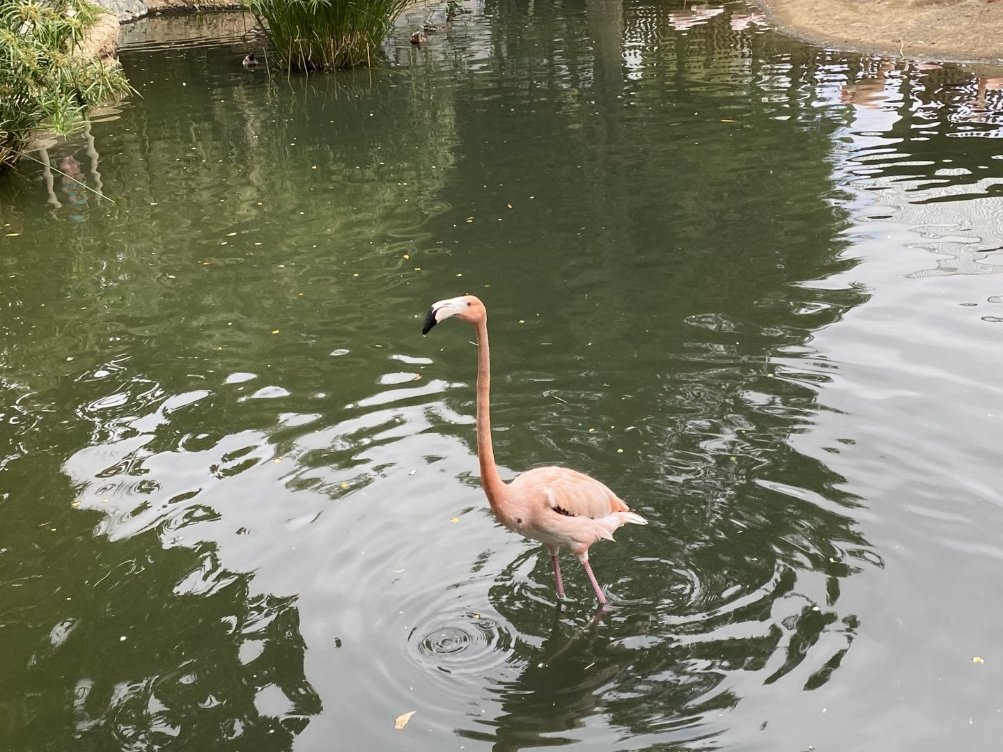 Chilean Flamingo