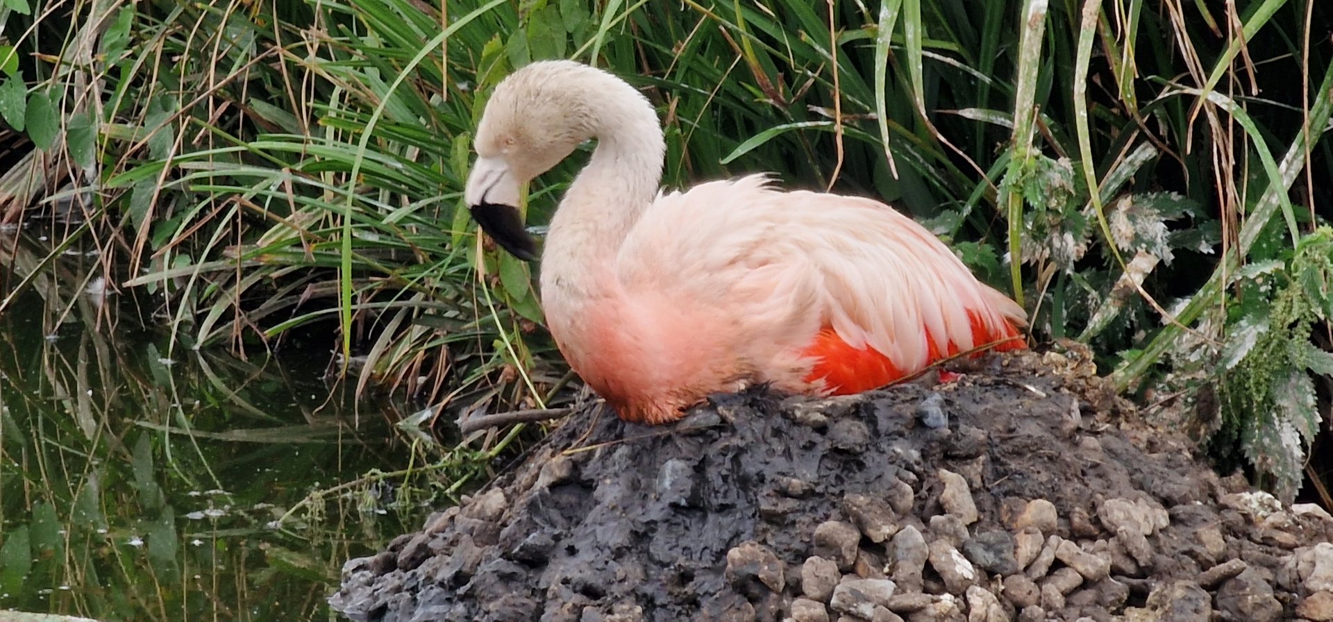 Chilean flamingo
