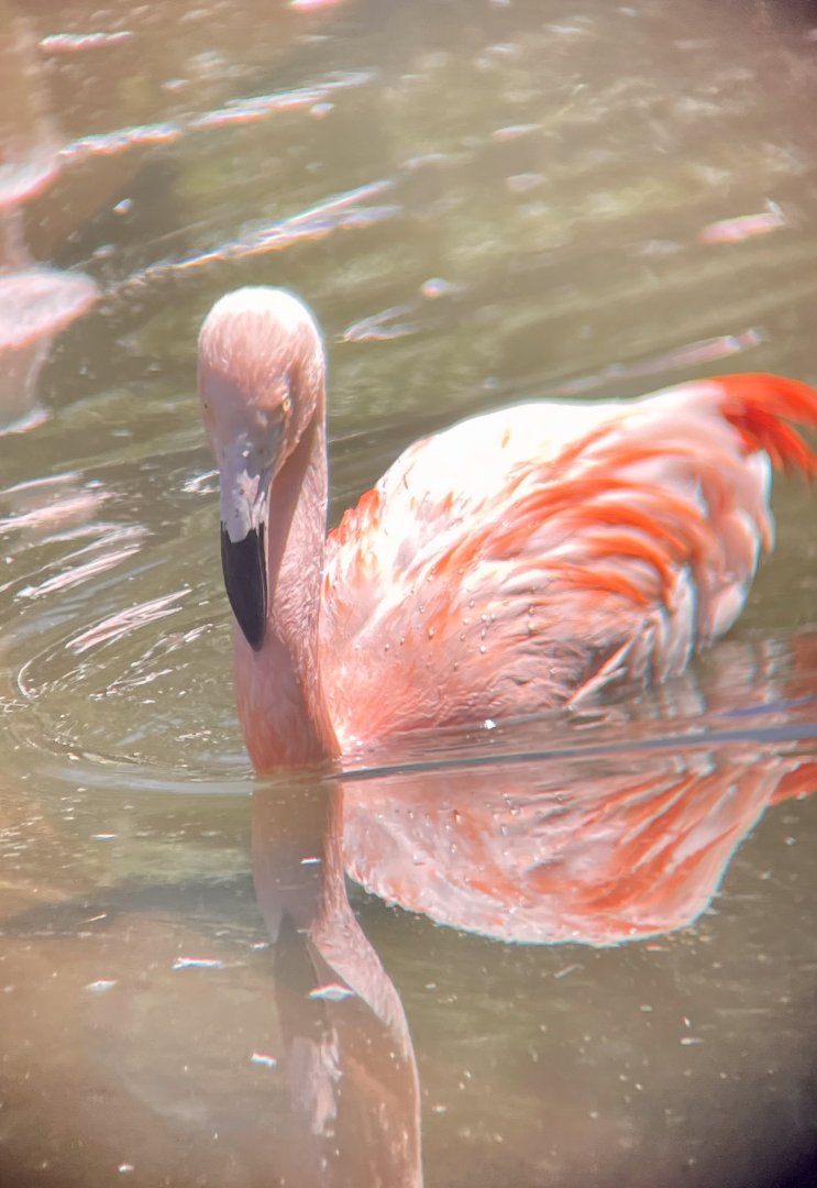 Chilean Flamingo