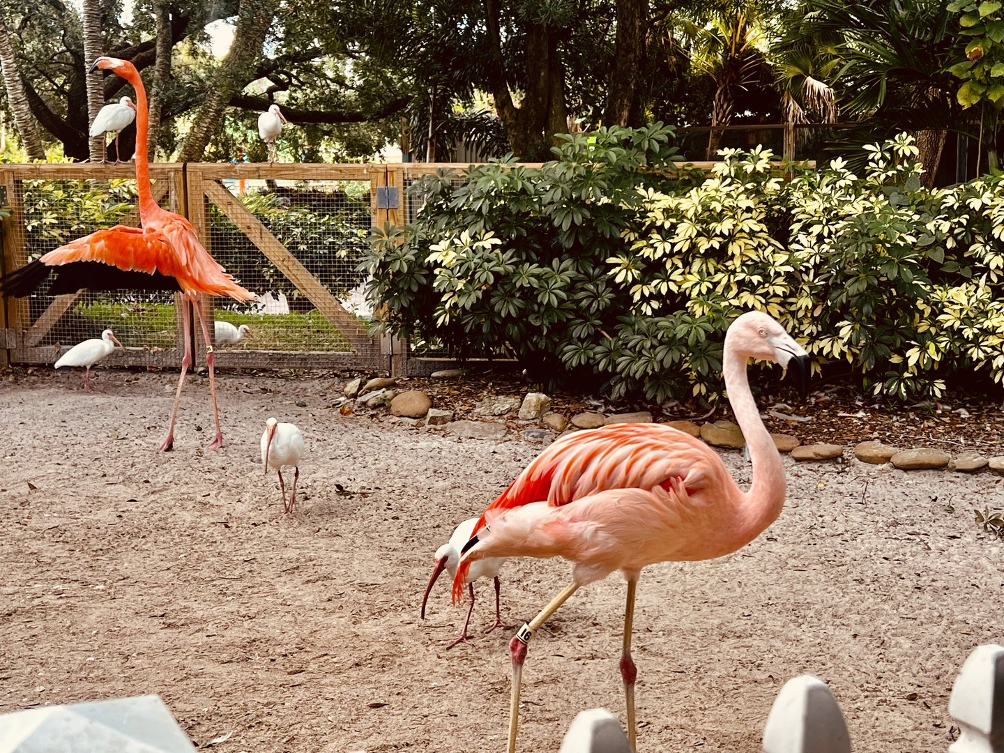Chilean Flamingo