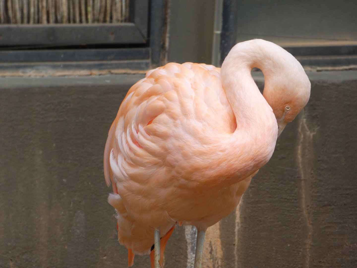 Chilean Flamingo