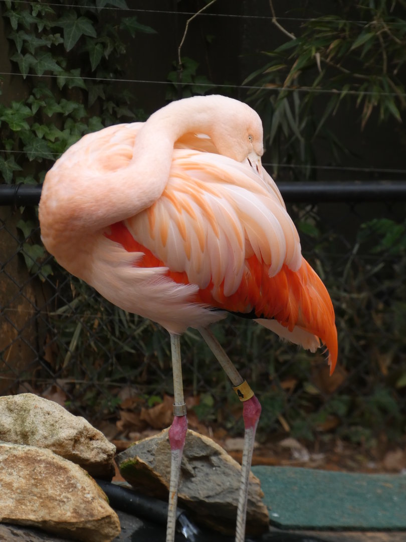 Chilean Flamingo