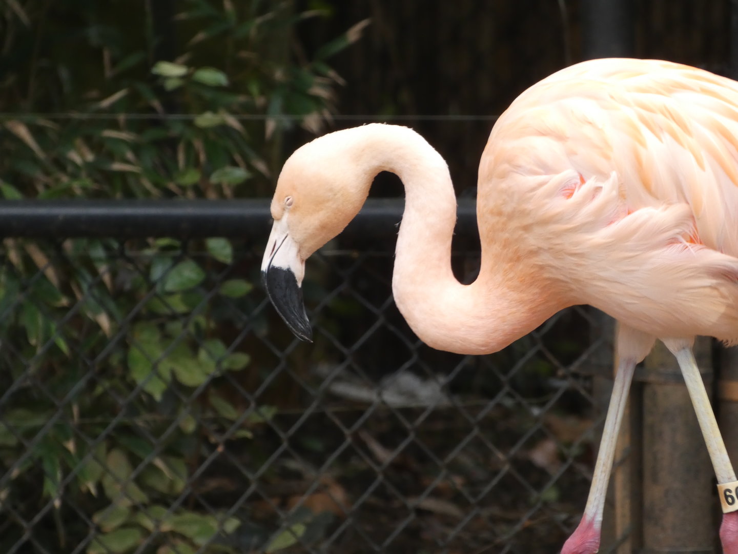 Chilean Flamingo